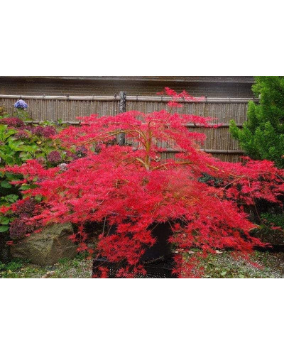 Клен віяловий/пальмолистий ’Емеральд Лейс’|Acer palmatum ’Emerald Lace’|Клен веерный/пальмолистный ’Эмеральд Лейс’