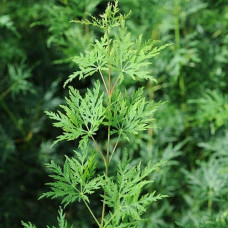 Клен віяловий/пальмолистий ’Емеральд Лейс’|Acer palmatum ’Emerald Lace’|Клен веерный/пальмолистный ’Эмеральд Лейс’
