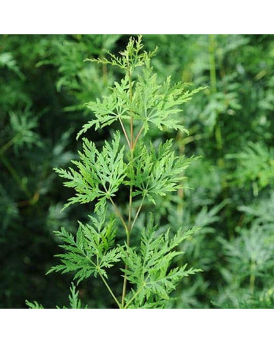 Клен віяловий/пальмолистий ’Емеральд Лейс’|Acer palmatum ’Emerald Lace’|Клен веерный/пальмолистный ’Эмеральд Лейс’