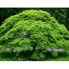Клен віяловий/пальмолистий ’Емеральд Лейс’|Acer palmatum ’Emerald Lace’|Клен веерный/пальмолистный ’Эмеральд Лейс’