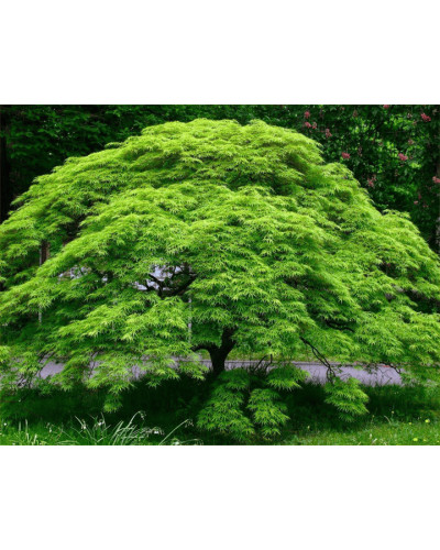 Клен віяловий/пальмолистий ’Емеральд Лейс’|Acer palmatum ’Emerald Lace’|Клен веерный/пальмолистный ’Эмеральд Лейс’