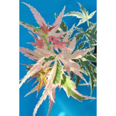 Клен віяловий / пальмолистий / япоський Ліоші | Acer palmatum Iyoshi | Клён веерный / пальмолистый / япоский Лиоши