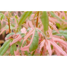 Клен віяловий / пальмолистий / япоський Ліоші | Acer palmatum Iyoshi | Клён веерный / пальмолистый / япоский Лиоши