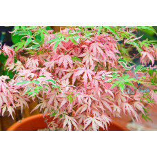 Клен віяловий / пальмолистий / япоський Ліоші | Acer palmatum Iyoshi | Клён веерный / пальмолистый / япоский Лиоши