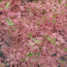 Клен віяловий / пальмолистий / япоський Ліоші | Acer palmatum Iyoshi | Клён веерный / пальмолистый / япоский Лиоши
