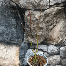 Клен віяловий / пальмолистий / япоський Ліоші | Acer palmatum Iyoshi | Клён веерный / пальмолистый / япоский Лиоши