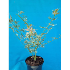 Клен віяловий / пальмолистий / япоський Ліоші | Acer palmatum Iyoshi | Клён веерный / пальмолистый / япоский Лиоши