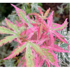 Клен віяловий / пальмолистий / япоський Ліоші | Acer palmatum Iyoshi | Клён веерный / пальмолистый / япоский Лиоши