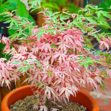 Клен віяловий / пальмолистий / япоський Ліоші | Acer palmatum Iyoshi | Клён веерный / пальмолистый / япоский Лиоши