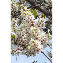 Жовторіг горобинолистий | Xanthoceras sorbifolium | Ксантоцерас рябинолистный / Чекалкин орех