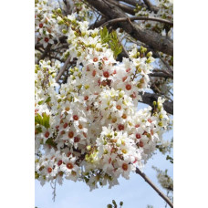 Жовторіг горобинолистий | Xanthoceras sorbifolium | Ксантоцерас рябинолистный / Чекалкин орех