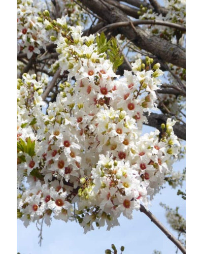 Жовторіг горобинолистий | Xanthoceras sorbifolium | Ксантоцерас рябинолистный / Чекалкин орех