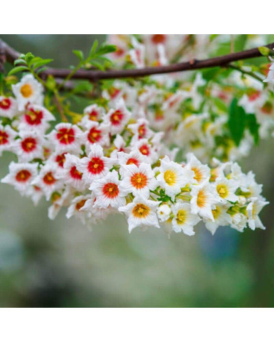 Жовторіг горобинолистий | Xanthoceras sorbifolium | Ксантоцерас рябинолистный / Чекалкин орех