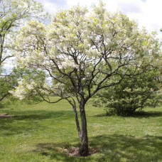 Жовторіг горобинолистий | Xanthoceras sorbifolium | Ксантоцерас рябинолистный / Чекалкин орех
