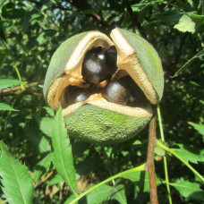 Жовторіг горобинолистий | Xanthoceras sorbifolium | Ксантоцерас рябинолистный / Чекалкин орех