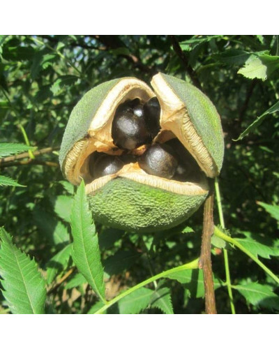 Жовторіг горобинолистий | Xanthoceras sorbifolium | Ксантоцерас рябинолистный / Чекалкин орех