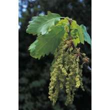 Дуб скельний | Quercus petraea | Дуб скальный