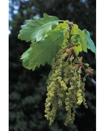 Дуб скельний | Quercus petraea | Дуб скальный