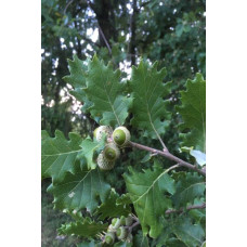 Дуб скельний | Quercus petraea | Дуб скальный