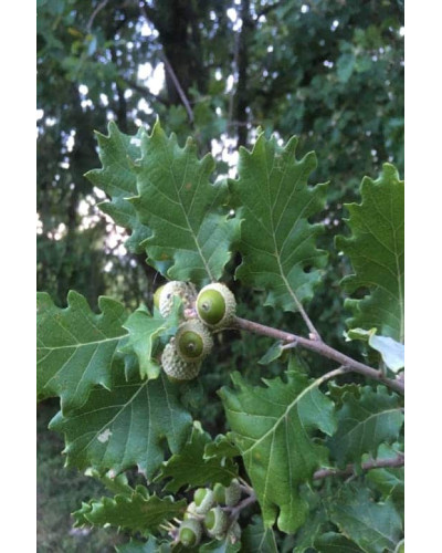 Дуб скельний | Quercus petraea | Дуб скальный