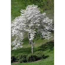 Дерен квітучий / Дерен флорида | Cornus florida | Дерен цветущий / Дерен флорида