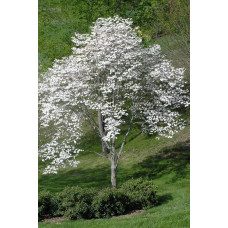 Дерен квітучий / Дерен флорида | Cornus florida | Дерен цветущий / Дерен флорида