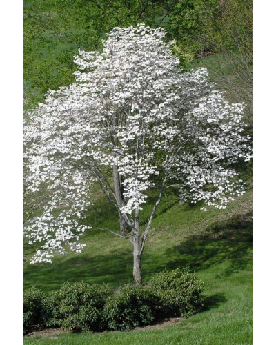 Дерен квітучий / Дерен флорида | Cornus florida | Дерен цветущий / Дерен флорида