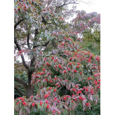 Дерен квітучий / Дерен флорида | Cornus florida | Дерен цветущий / Дерен флорида