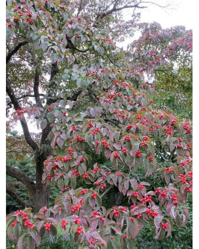 Дерен квітучий / Дерен флорида | Cornus florida | Дерен цветущий / Дерен флорида