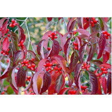 Дерен квітучий / Дерен флорида | Cornus florida | Дерен цветущий / Дерен флорида