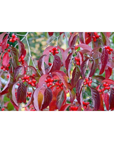 Дерен квітучий / Дерен флорида | Cornus florida | Дерен цветущий / Дерен флорида