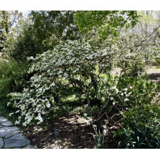 Дерен квітучий / Дерен флорида | Cornus florida | Дерен цветущий / Дерен флорида
