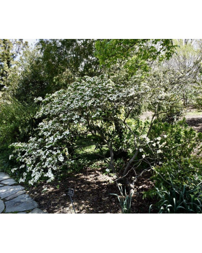 Дерен квітучий / Дерен флорида | Cornus florida | Дерен цветущий / Дерен флорида