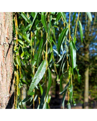 Верба золотистоволосиста Хрісокома | Ива золотистоволосистая Хрисокома | Salix sepulcralis Chrysocoma