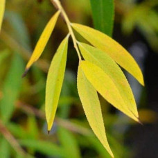 Верба золотистоволосиста Хрісокома | Ива золотистоволосистая Хрисокома | Salix sepulcralis Chrysocoma