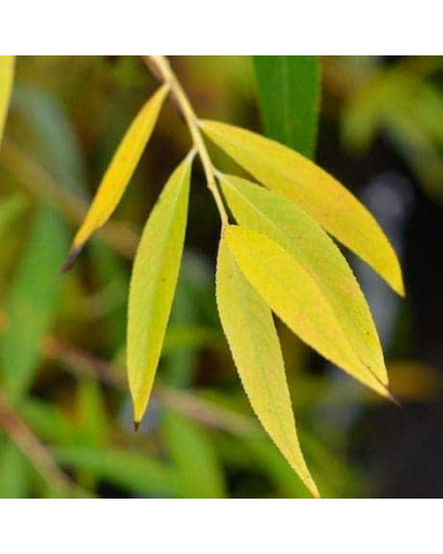 Верба золотистоволосиста Хрісокома | Ива золотистоволосистая Хрисокома | Salix sepulcralis Chrysocoma