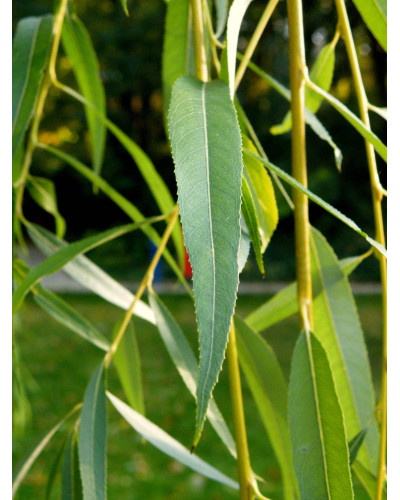 Верба золотистоволосиста Хрісокома | Ива золотистоволосистая Хрисокома | Salix sepulcralis Chrysocoma