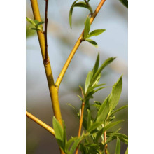 Верба золотистоволосиста Хрісокома | Ива золотистоволосистая Хрисокома | Salix sepulcralis Chrysocoma