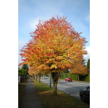Багряник японський | Багрянник японский | Cercidiphyllum japonicum