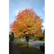 Багряник японський | Багрянник японский | Cercidiphyllum japonicum