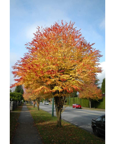 Багряник японський | Багрянник японский | Cercidiphyllum japonicum