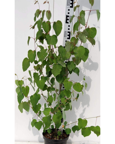 Багряник японський | Багрянник японский | Cercidiphyllum japonicum
