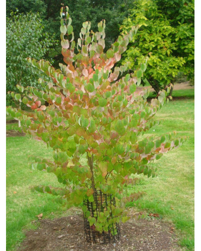 Багряник японський | Багрянник японский | Cercidiphyllum japonicum