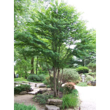 Багряник японський | Багрянник японский | Cercidiphyllum japonicum