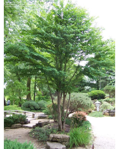 Багряник японський | Багрянник японский | Cercidiphyllum japonicum