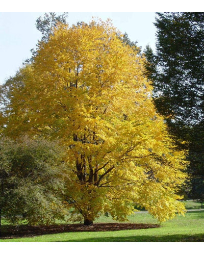 Багряник японський | Багрянник японский | Cercidiphyllum japonicum