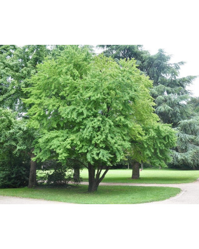 Багряник японський | Багрянник японский | Cercidiphyllum japonicum