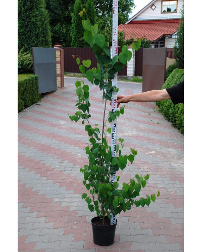 Багряник японський | Багрянник японский | Cercidiphyllum japonicum