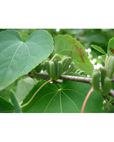 Багряник японський | Багрянник японский | Cercidiphyllum japonicum