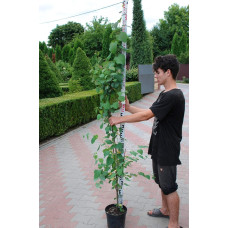 Багряник японський | Багрянник японский | Cercidiphyllum japonicum